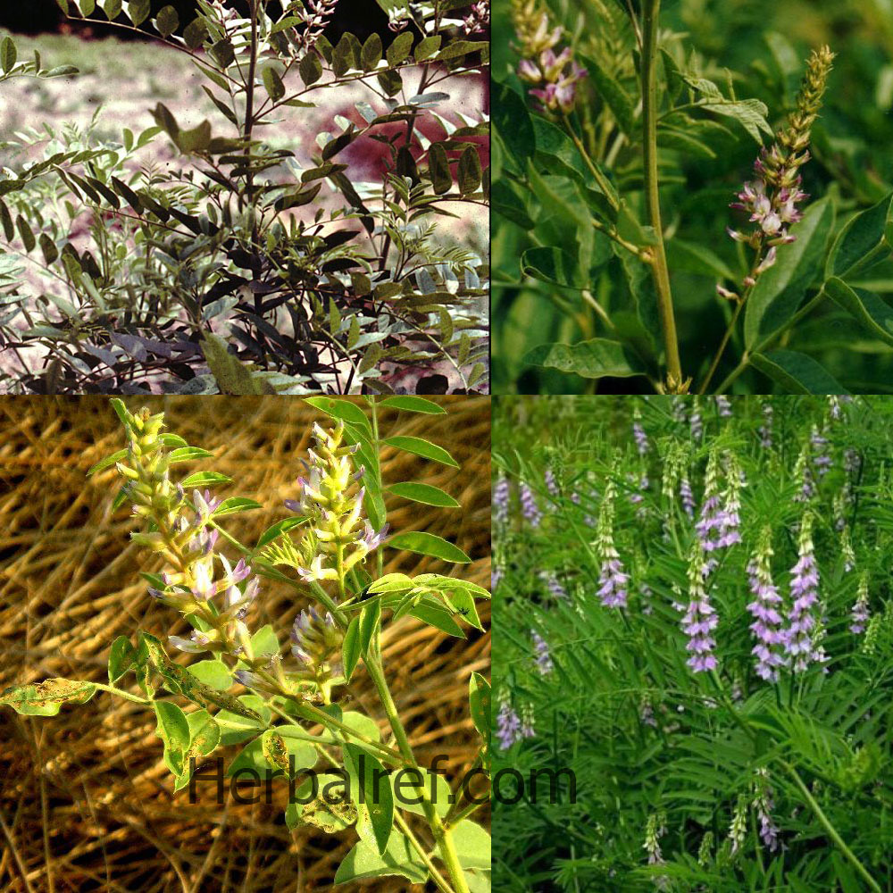 Glycyrrhiza glabra var. violacea